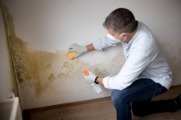 Best Mold Odor Removal Services  in Chatsworth, GA