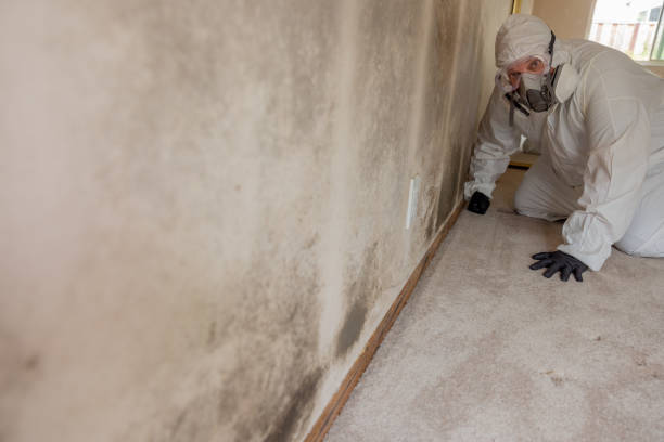 Best Water Damage & Mold Remediation  in Chatsworth, GA
